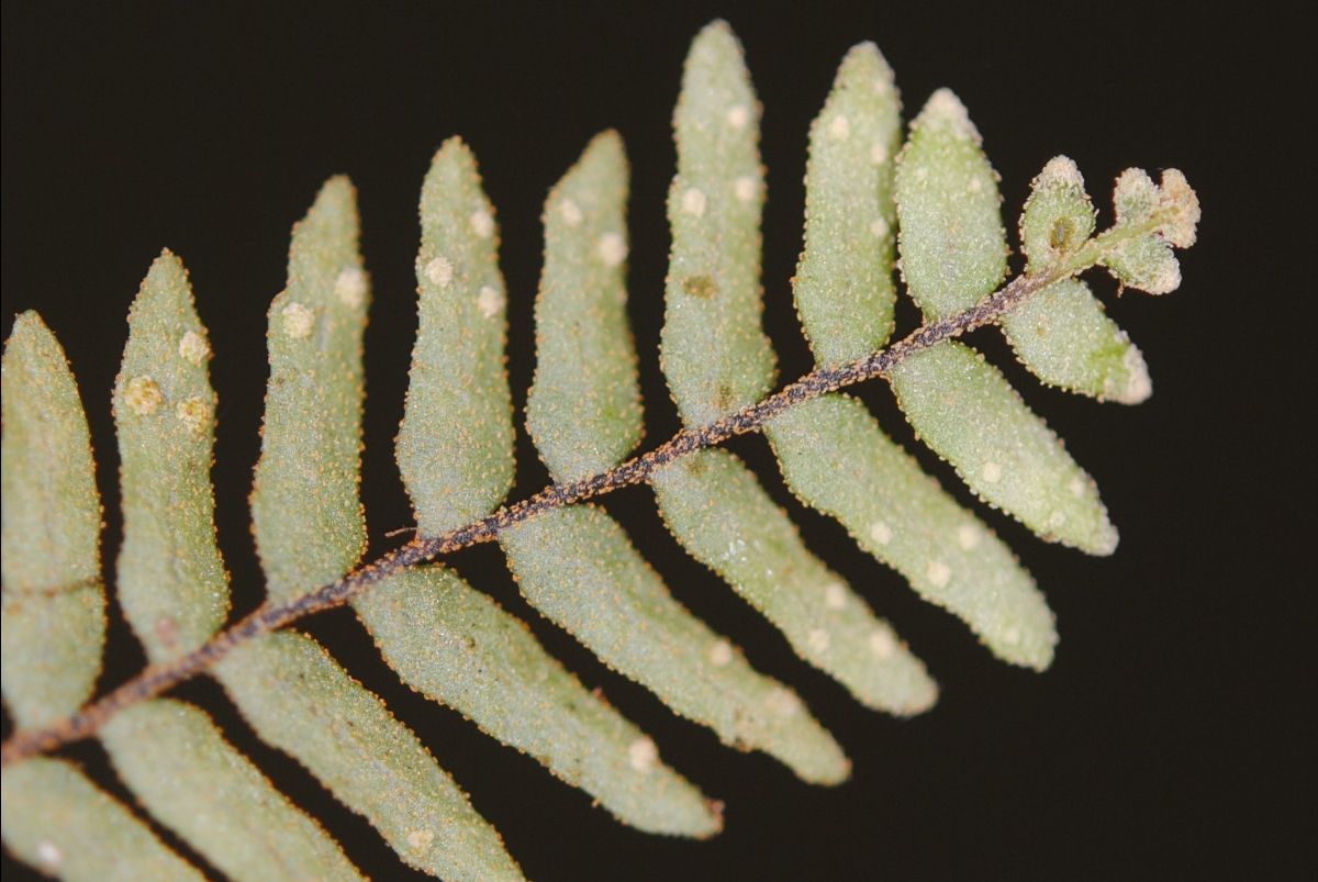 Ceradenia-Sacksii "Sacks' waxy-gland fern