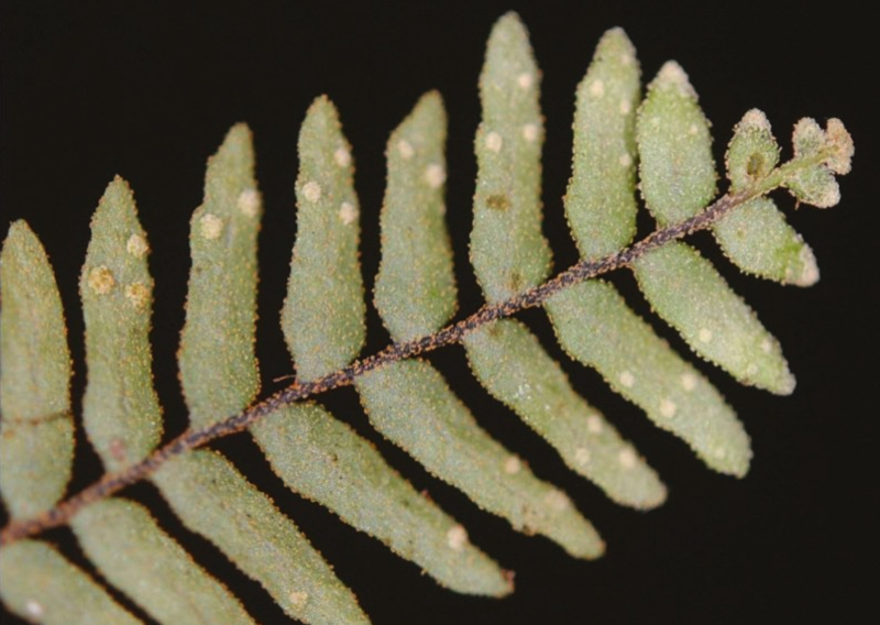 Ceradenia sacksii, “Sacks’ waxy-gland fern,” a newly identified fern named after Oliver Sacks