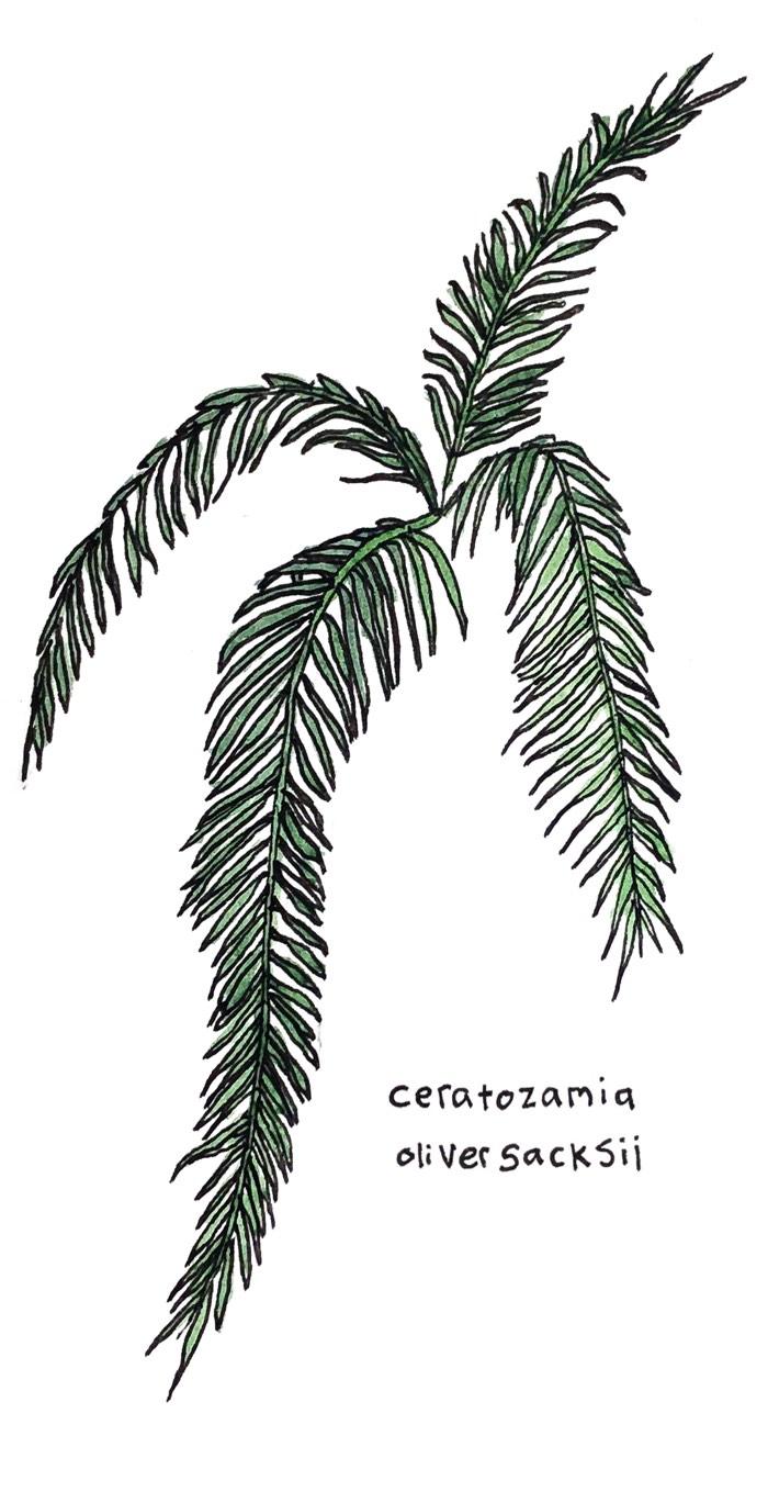 An illustration of the cycad named after Oliver Sacks